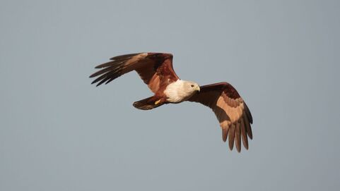 A kite in flight against a pale sky