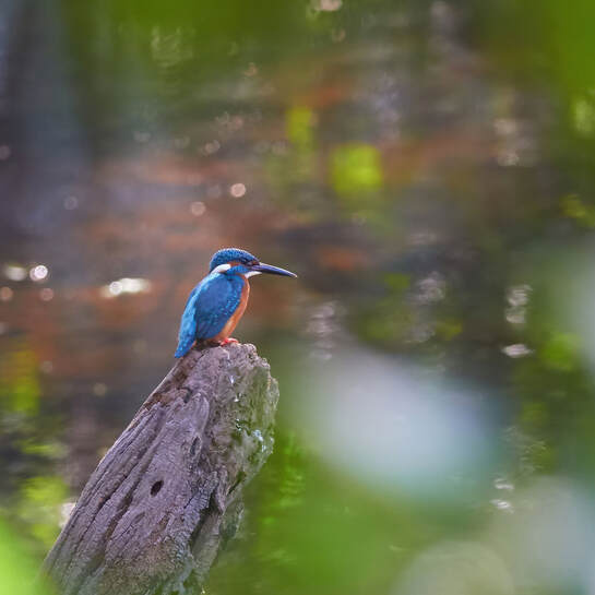 A small blue kingfisher perched on a weathered stump